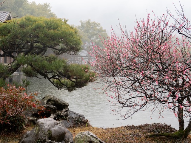 梅の花咲く日本庭園（水戸市のイメージ）